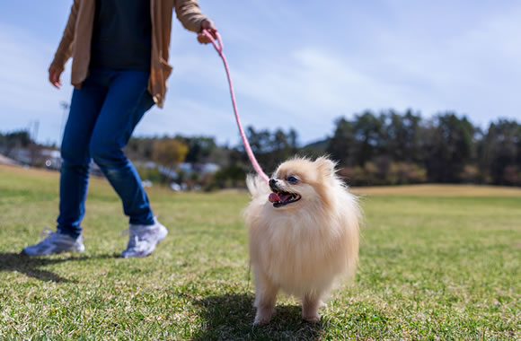 わんちゃんがくつろげるホテルに